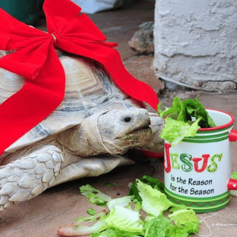 sheldon-testimonials-800x800 Sheldon the Turtle on Nzymes Granules