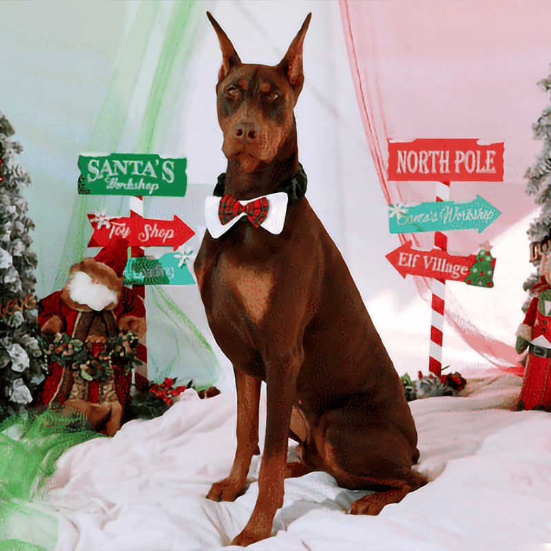 sonny-800x800 Sonny the Doberman with Oral Growths