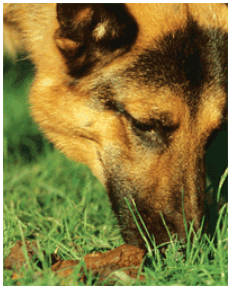 Copro-full-size_22 Dogs' coprophagy