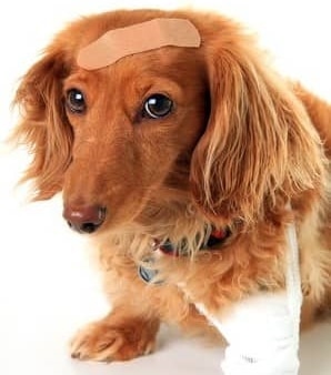 Injury or Trauma in dogs