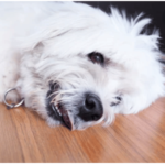 What Causes Seizures in Dogs