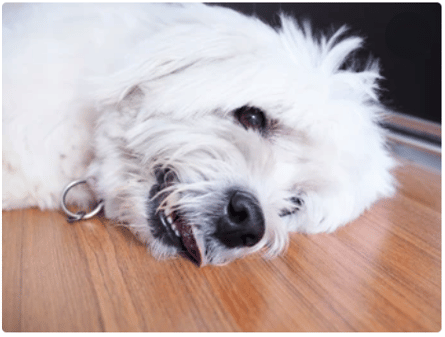 0001-dog-down Compromised dog in need of help