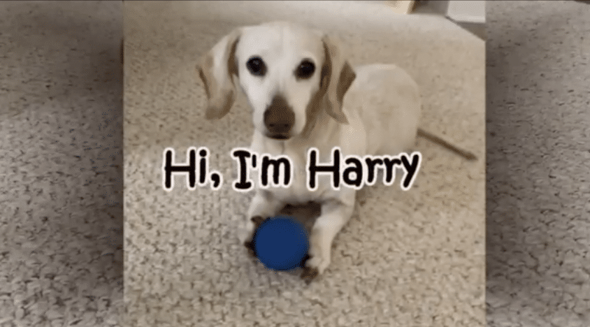 Harry the Dachshund with Paralysis