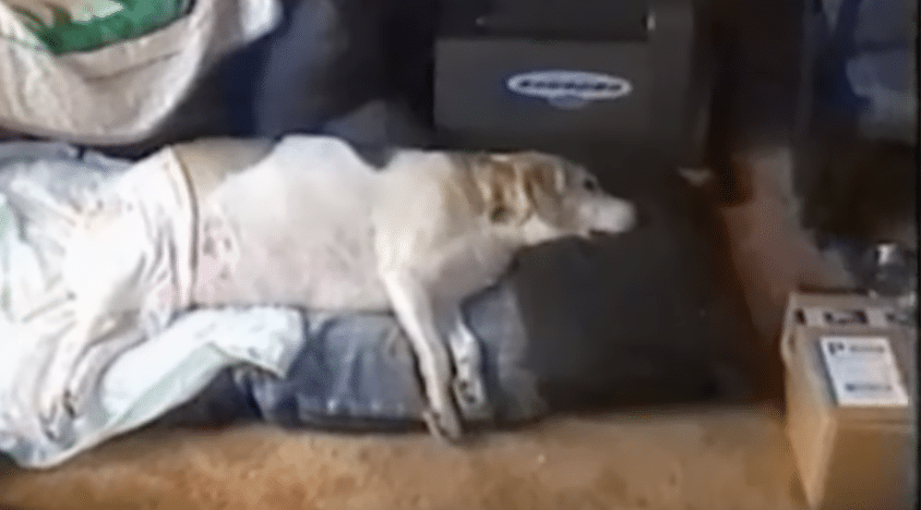 Lilly with spinal calcium deposits and paralysis