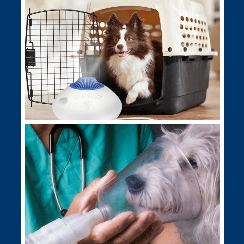 Respiratory Support Program for Pets