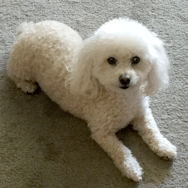 Carson the Poodle with Yeast and Weak Rear Legs