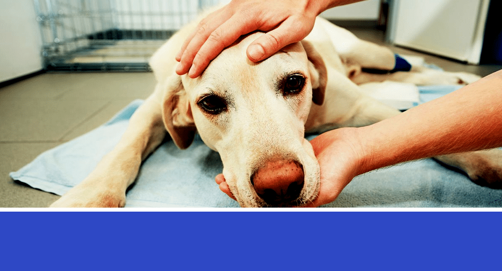 Neurologic Support Program