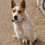 Rescued Cattle Dog Gets New Lease on Life